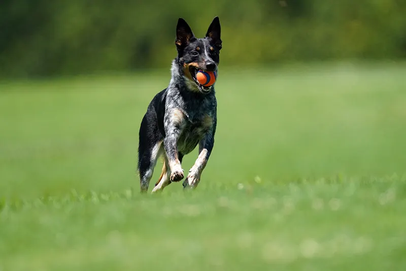 Ocean Beach dog friendly vacation rental near Dog Beach San Diego